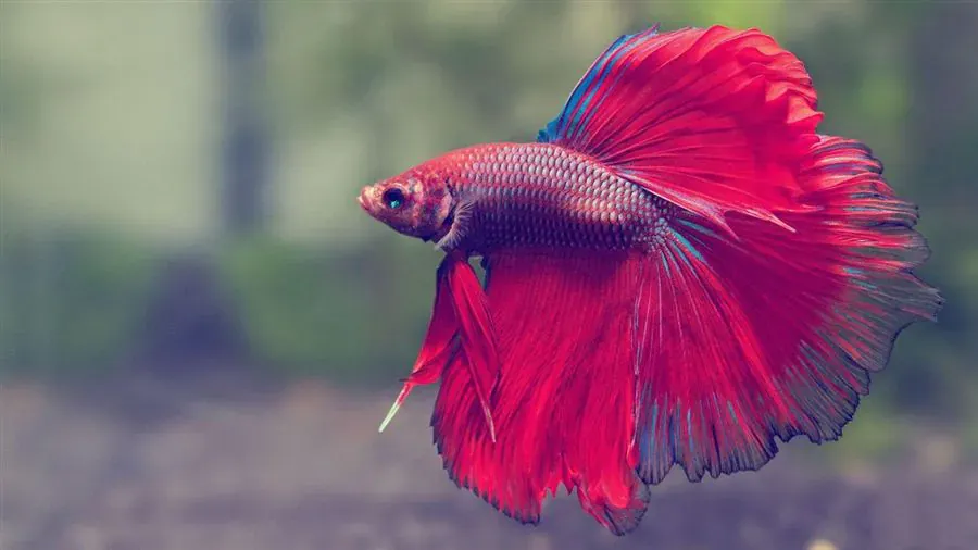 Top 10 Best Pets for Small Apartments