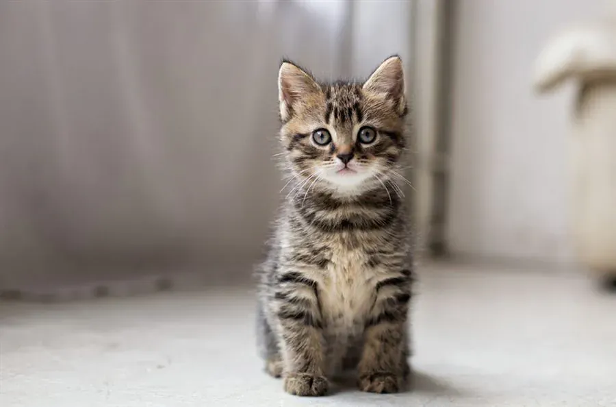 How to Stop Your Cat Ruining Furniture