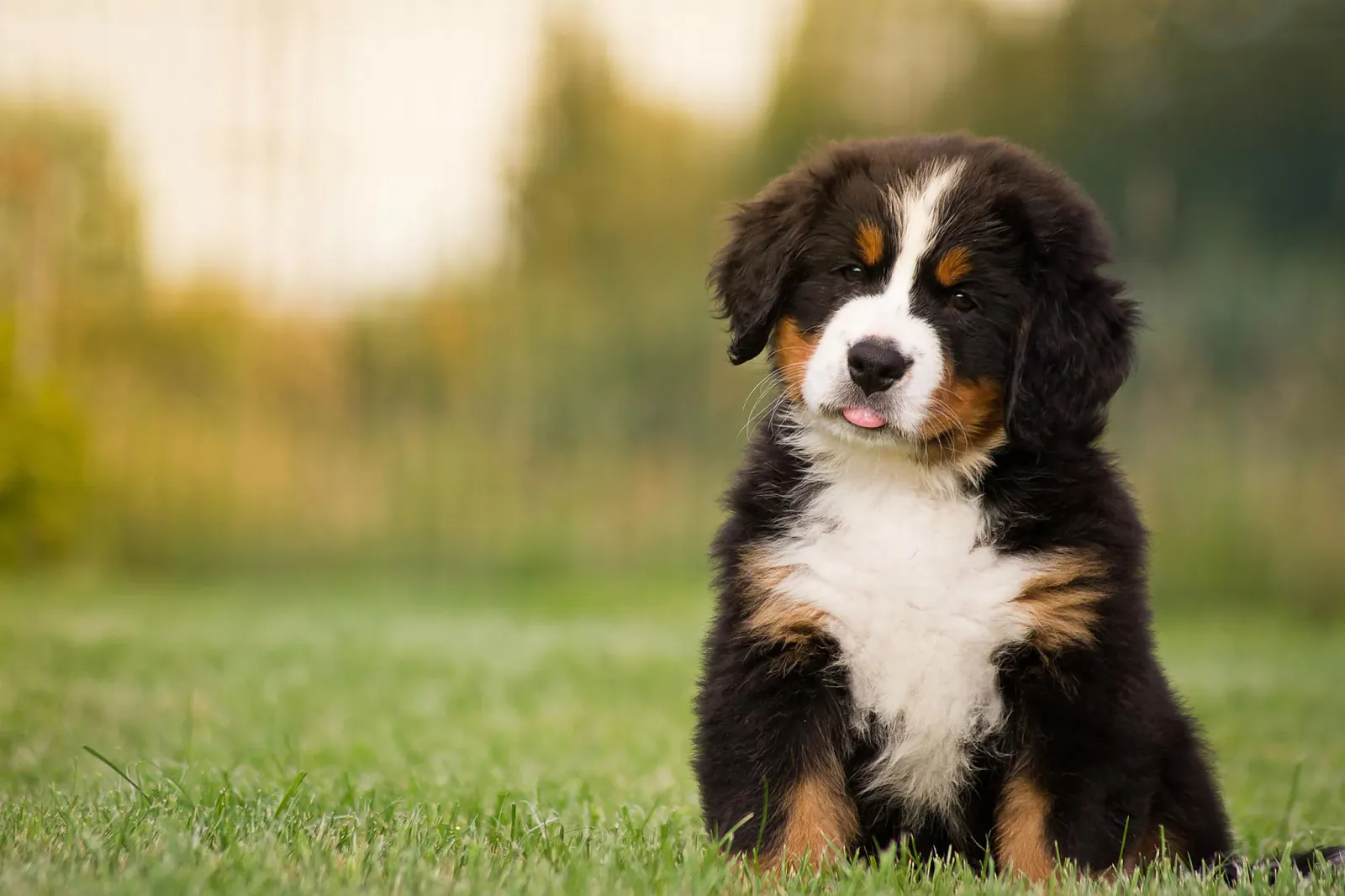 5 Healthy Homemade Dog Treats You Can Make Today