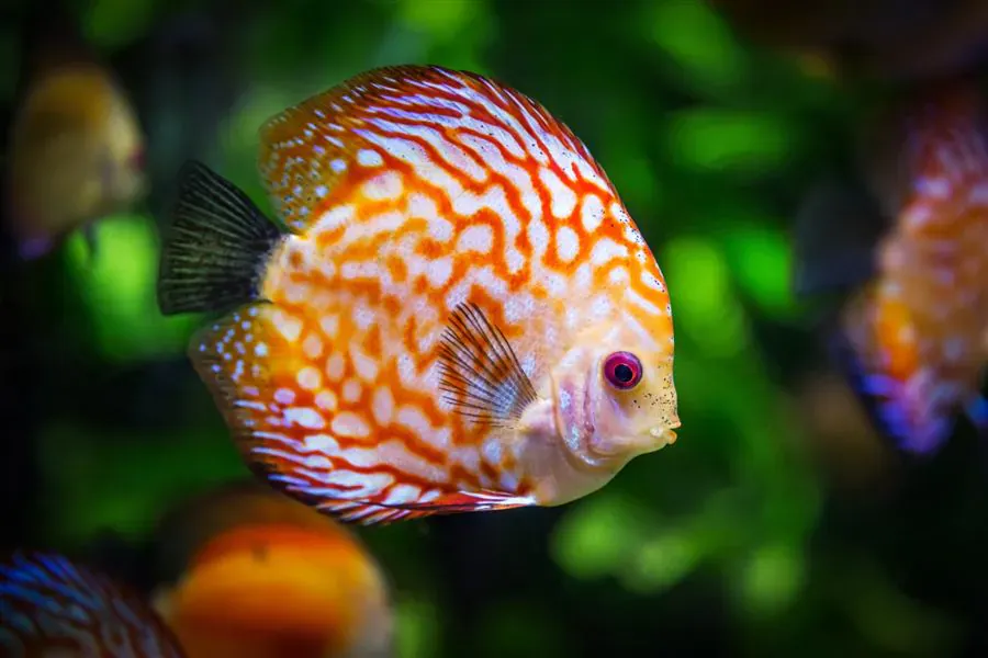 Beginners Guide to Setting Up a Fish Tank