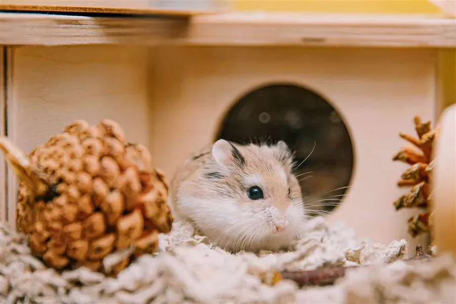 Hamster Care: The Complete Starter Guide