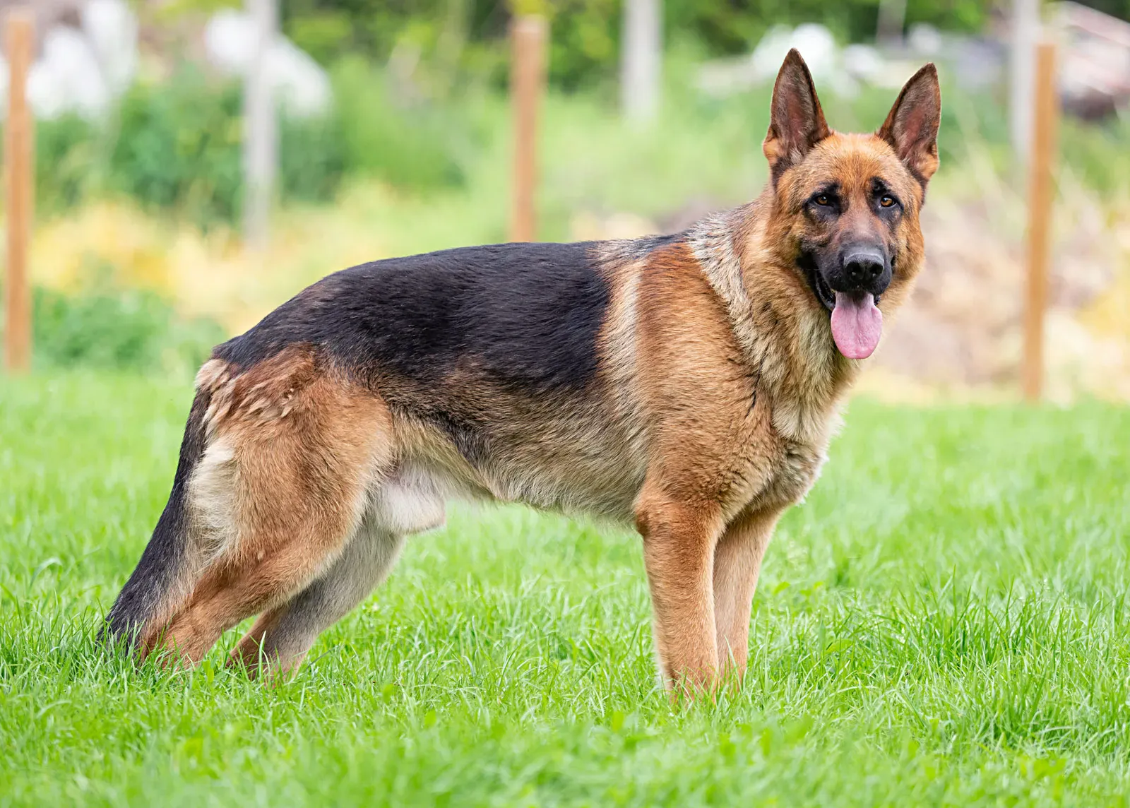 Top 10 Healthiest Dog Breeds