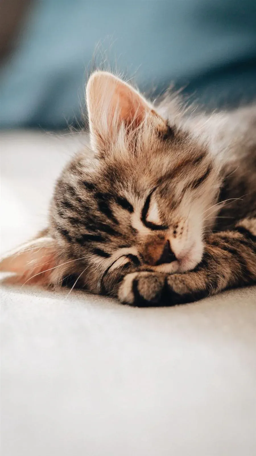 How to Introduce a New Kitten to Your Home