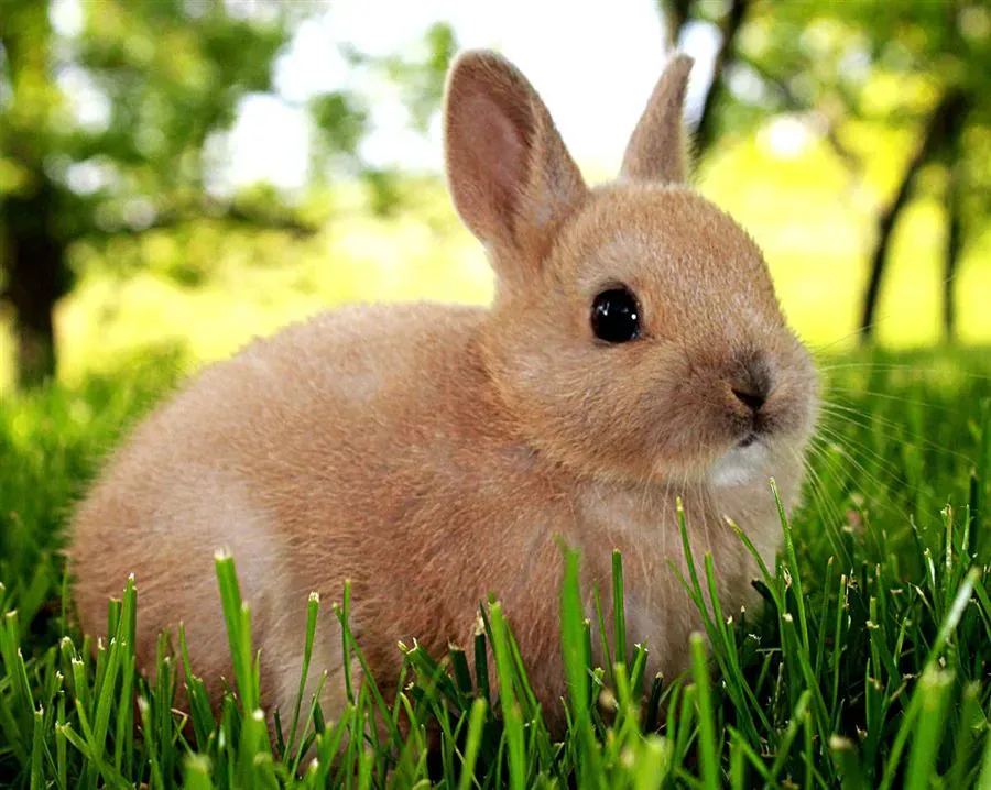 Rabbits 101: Caring for a Pet Bunny