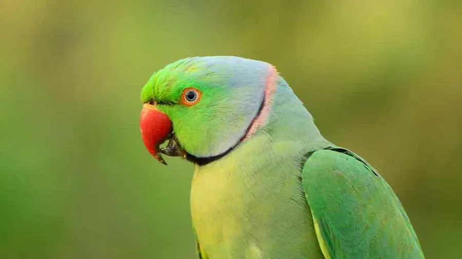 Top 10 Best Talking Parrots for Beginners